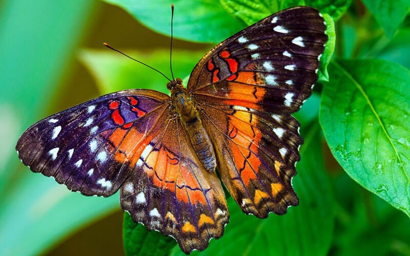 Nằm mơ thấy bướm là chiêm bao khá kỳ lạ, mang tới người mộng nhiều cung bậc về cảm xúc