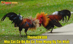 Thomo SV388